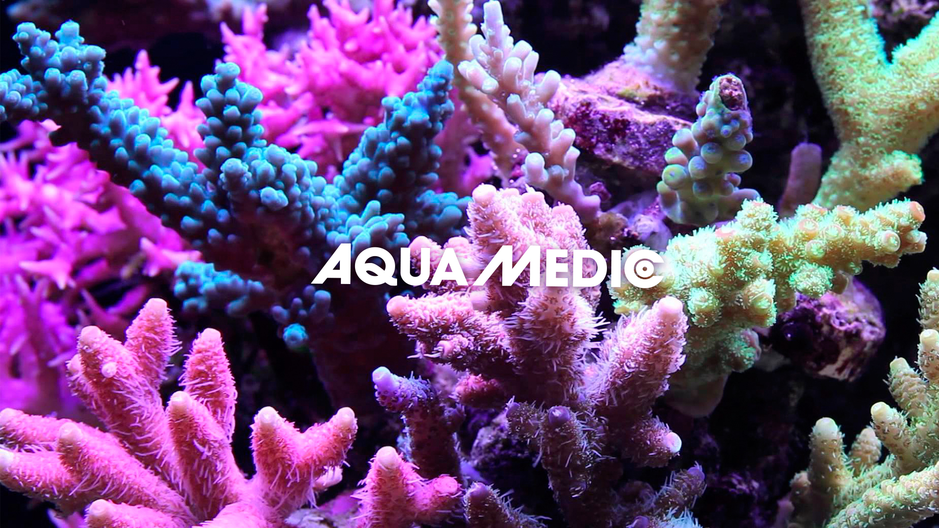 Praca dla Aqua Medic slajder tytułowy 1
